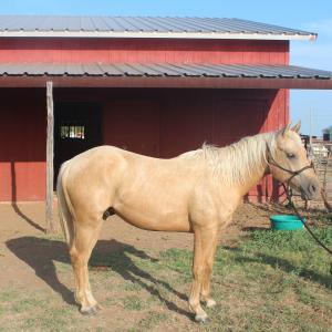 Palomino Gelding